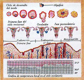 calendario de fertilidad para quedar embarazada de una niña